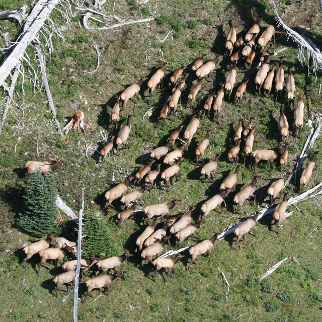 Roosevelt elk viewed from a helicoptor