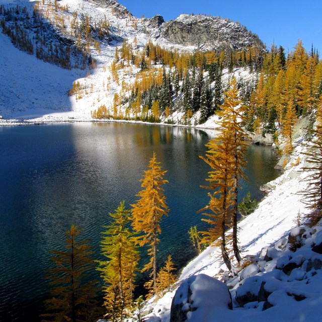 Lake with turning larches in the snow