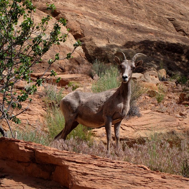 Bighorn sheep against red rock wall