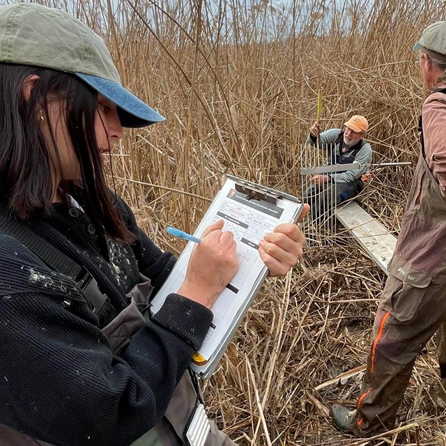 Woman records data on clipboard in a marsh