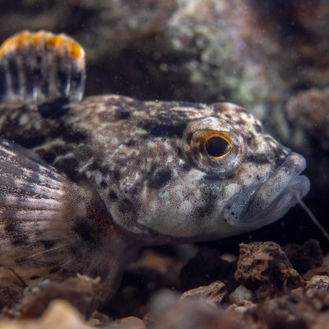 A mottled brown fish with a yellow eye and fin.