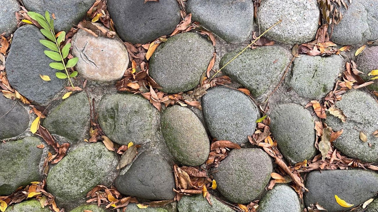 A stone pathway with smooth, rounded grey stones, scattered with dried leaves and a few green plants