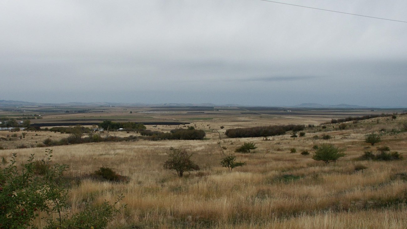 A grassy meadow on a cloudy day,