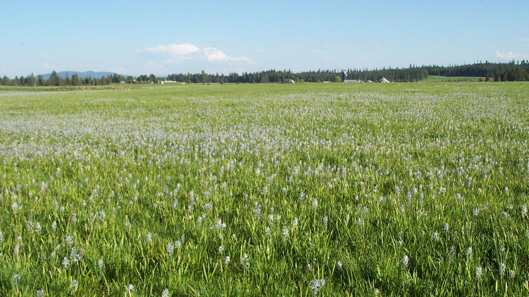 A grassy meadow filled with pastel purple camas flowers.
