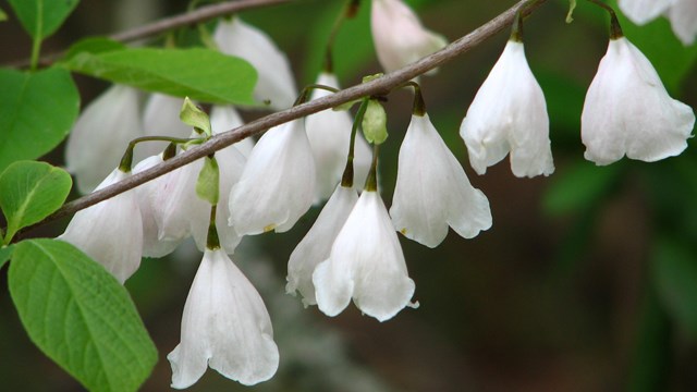 Silver bell-like flowers hanging from a branch