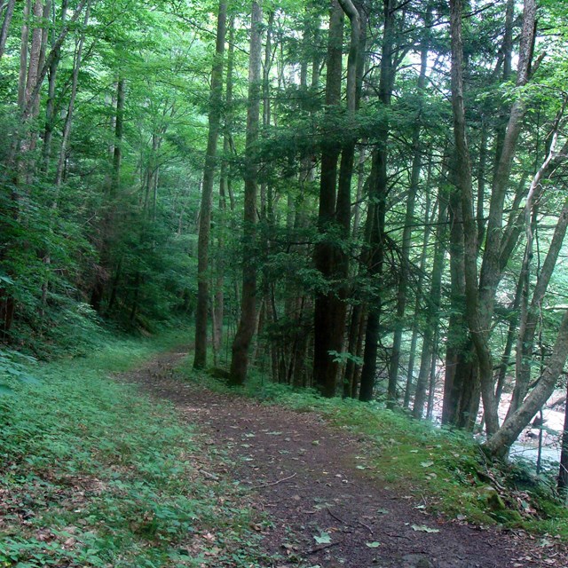 A dirt trail winding through a dense green forest