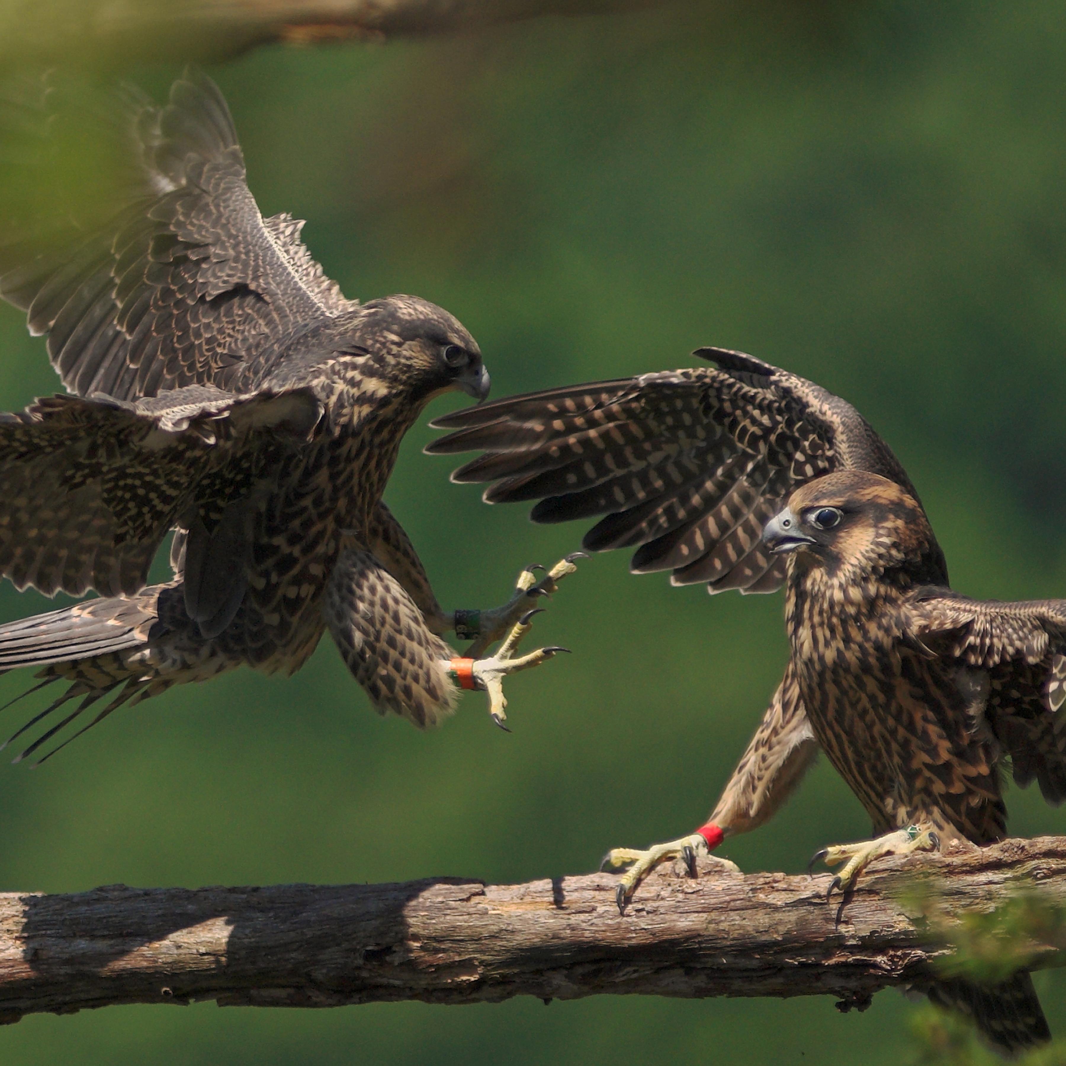 Peregrine Falcons