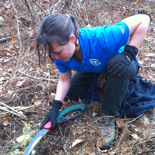 SCA intern removes an inasive plant. NPS photo.