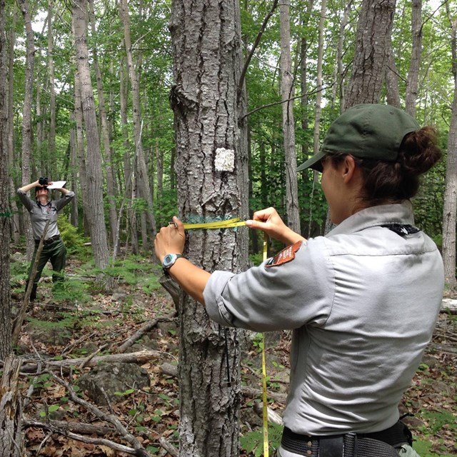 Hale Morrell and Camilla Seirup sampling trees in Acadia National Park. NPS photo.