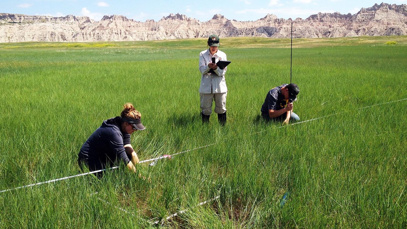 two biologists crouch in a wide grassy plain looking at plants, a third holds a clipboard 