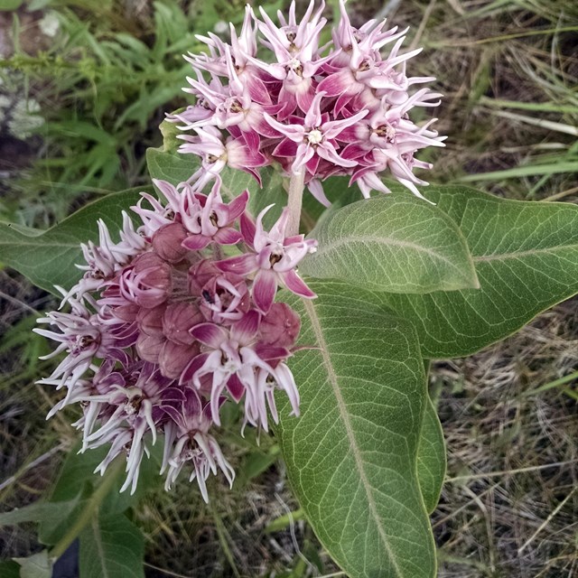 Large pink and white flowers of a milkweed on the forest floor