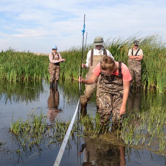 four biologists in knee deep in a creek, recording the water depth with a pole and tape measure