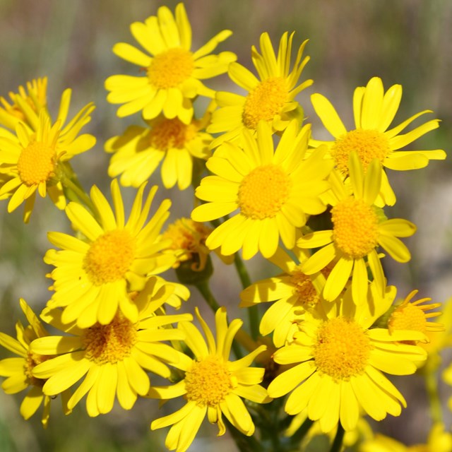 Close up of bunches of yellow composite flowers