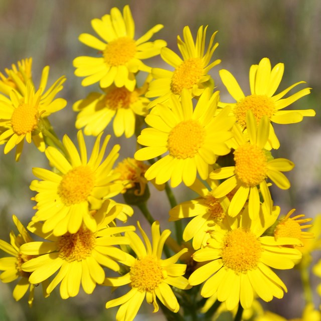 Cluster of yellow composite flowers