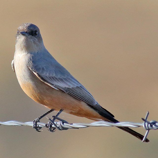 A grey bird with buff undersides perches on barbed wire