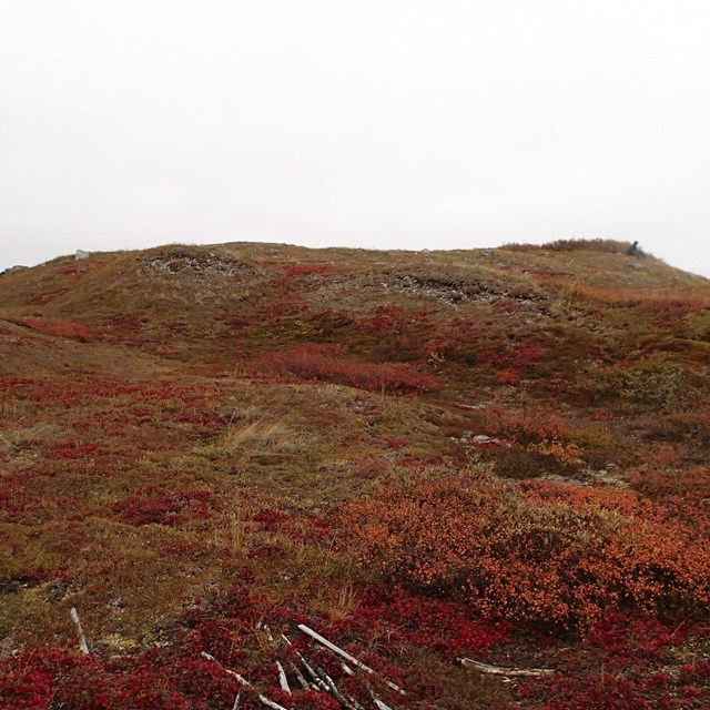 Hill with covered in red tundra leaves where Gallagher Flint Station Archeological site is located