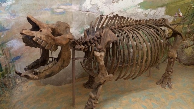 A short-legged rhinoceros skeleton at University of Nebraska State Museum at Morrill Hall