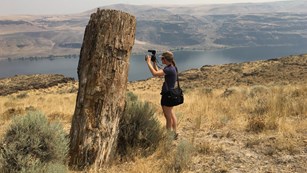 person with camera next to fossil tree