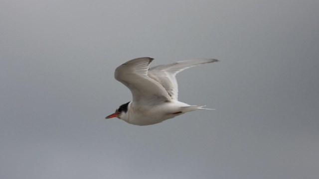 Arctic Tern flying in air 