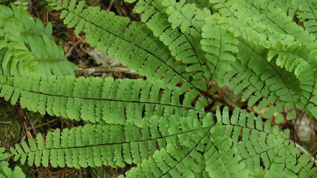 Green fern seen from above