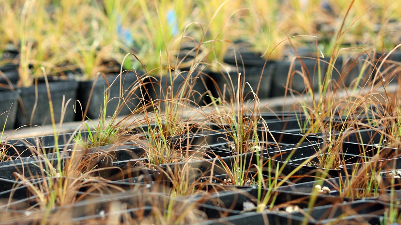 Rows of potted grasses and plants