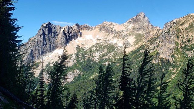 pine trees with mountains in the distance. 