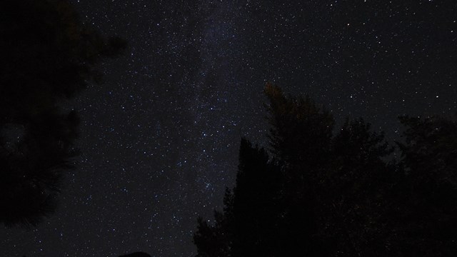 Starry night sky with trees