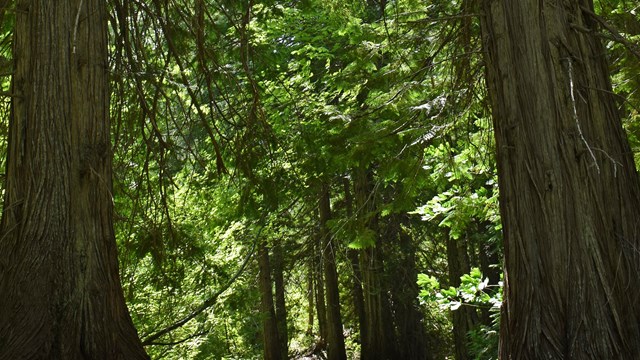 Large trees in a forest