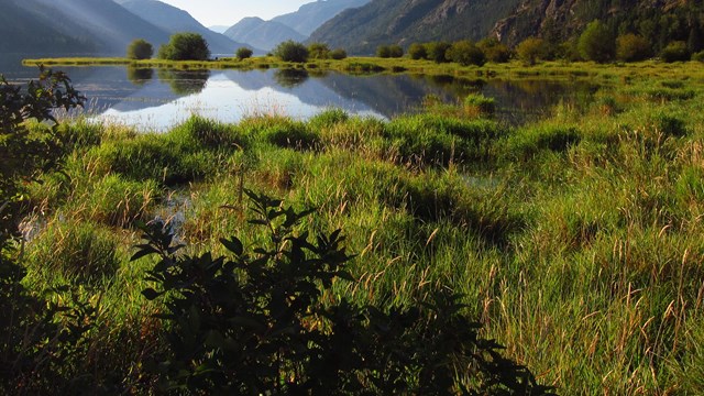 A marshy grassland with a lake in the background