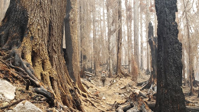 Burned Area from the 2022 Chilliwack Wildfires