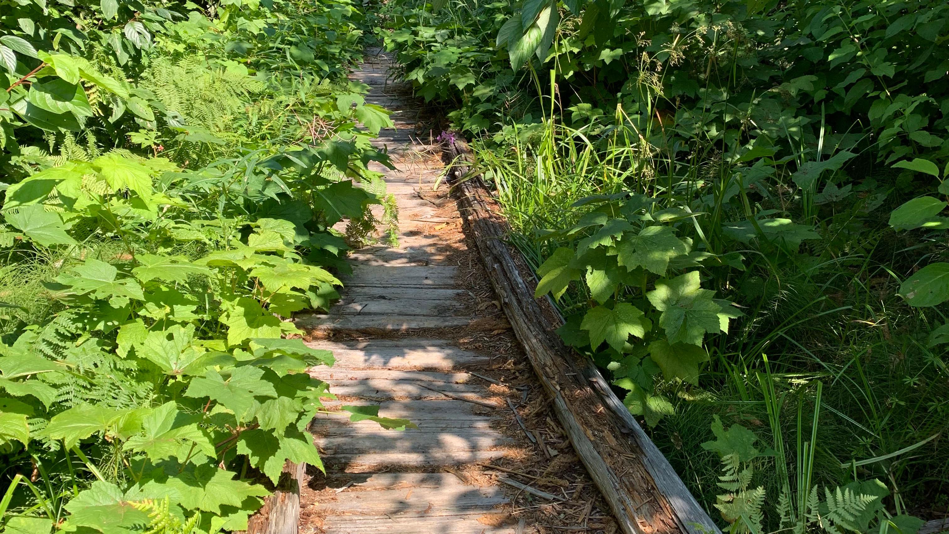 Wooden footbridge along a overgrown trail. 