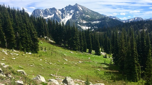 a green alpine meadow with mountains in the distance