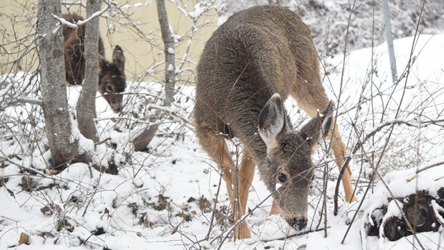 Two deer graze in a wooded area with snow on the ground