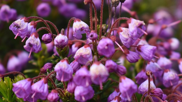 Pink heather flowers among green leaves
