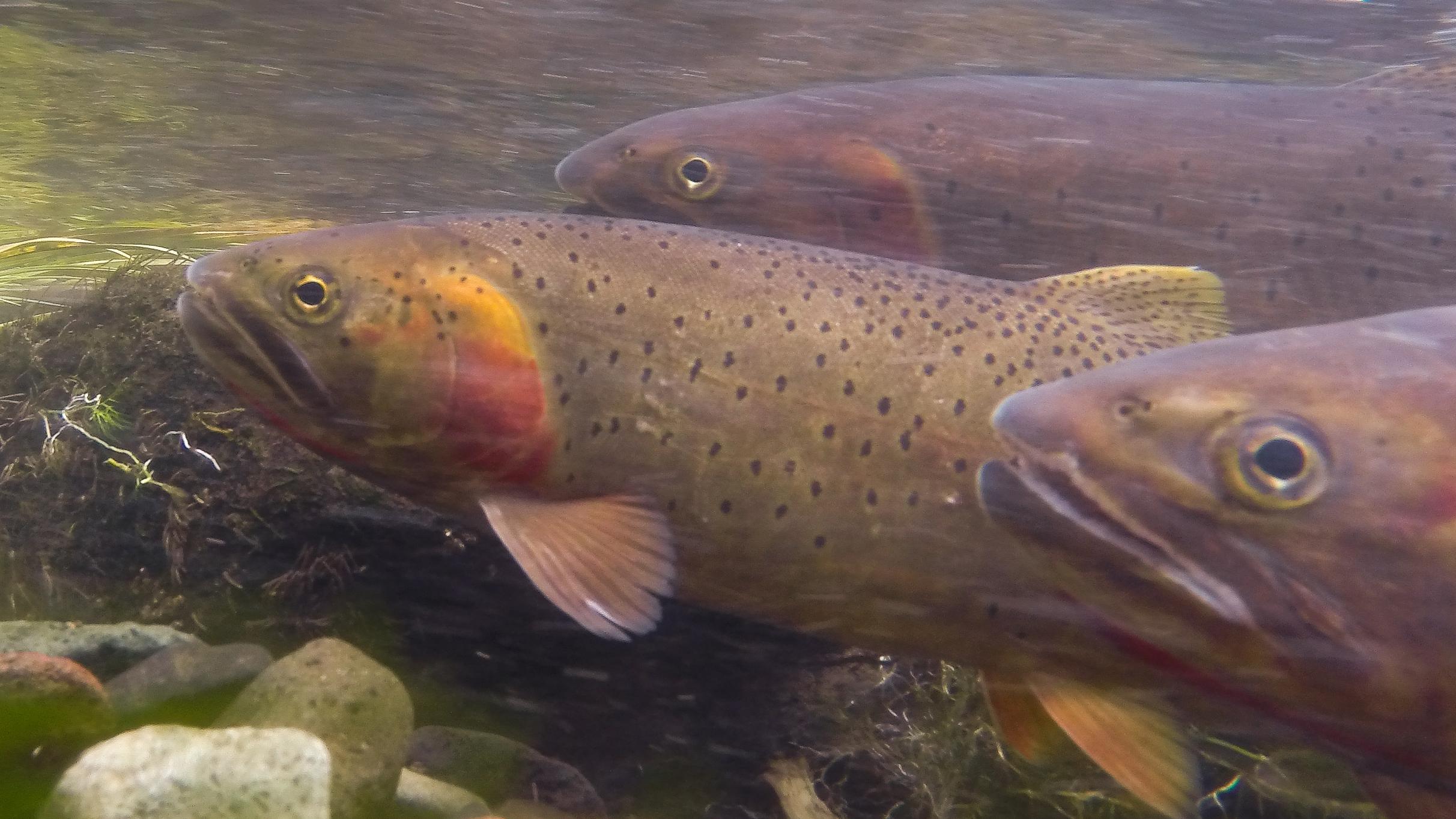 Trout swim underneath the water's surface.