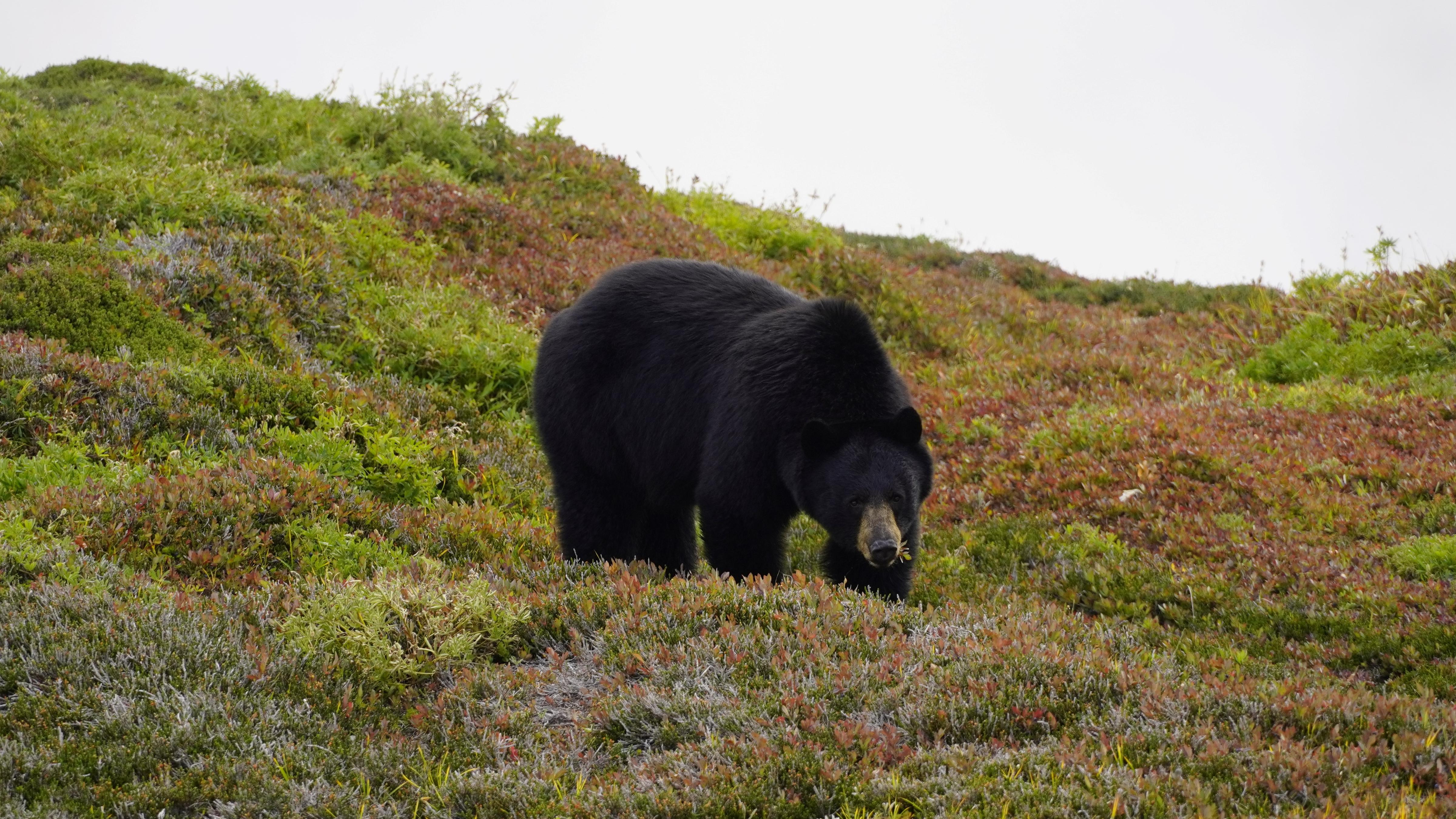 black bear in meadow 