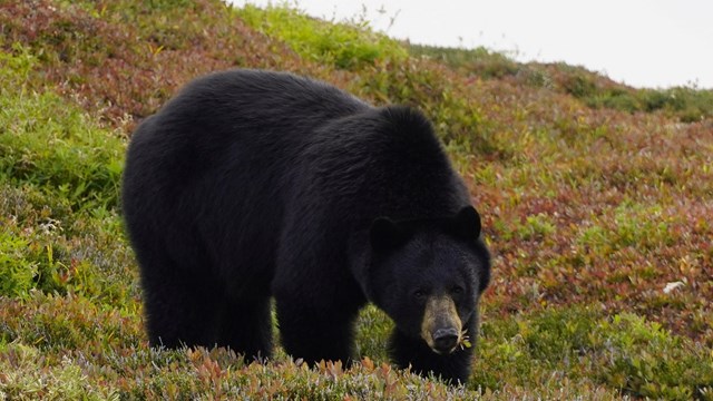 black bear in meadow 