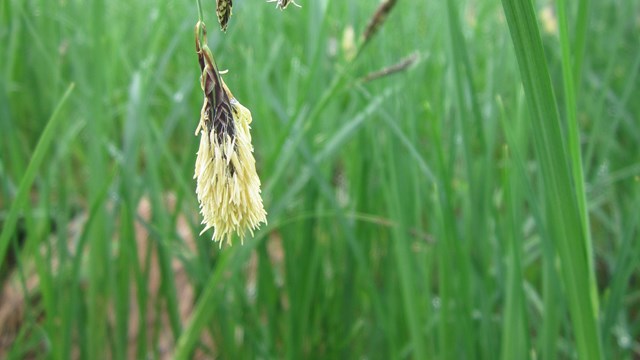 Green grass growing