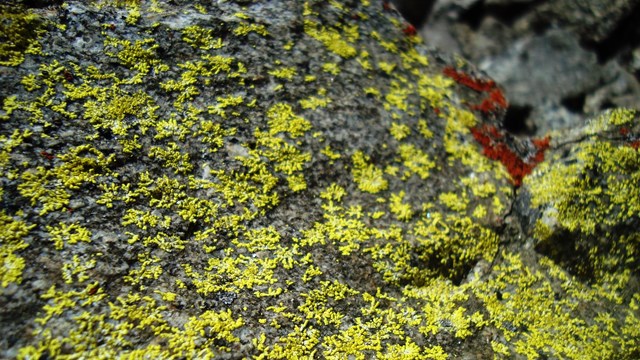 Green lichen grow on a grey rock