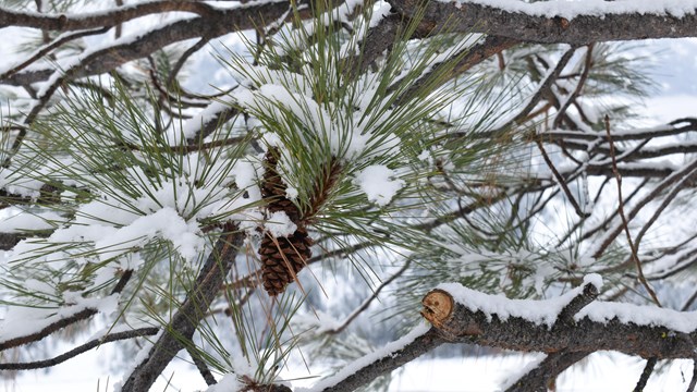 Snowy branches with evergreen needles and a pinecone