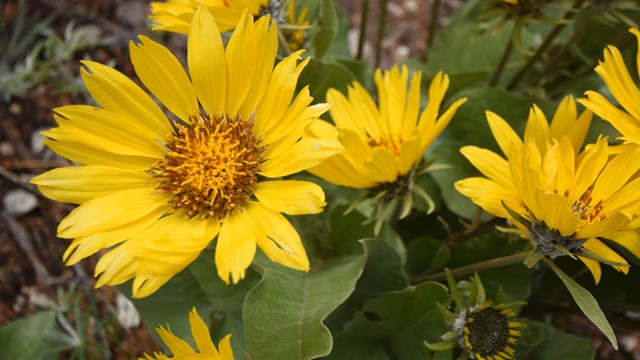 Several yellow flowers in full bloom