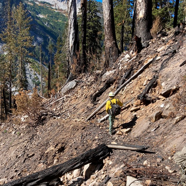 A person walking through a burned section of trail. 