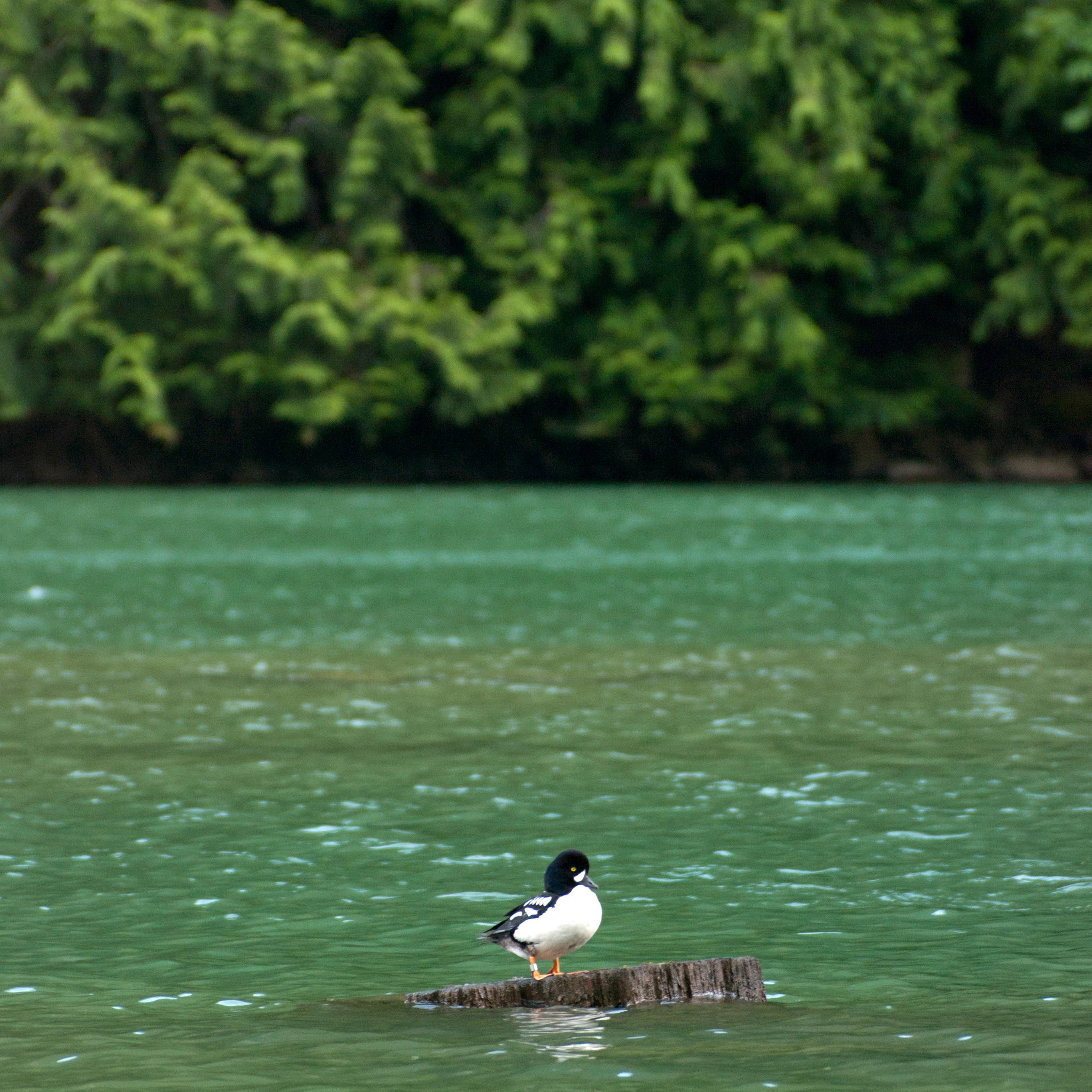 A lake with a bird resting on a rock. 