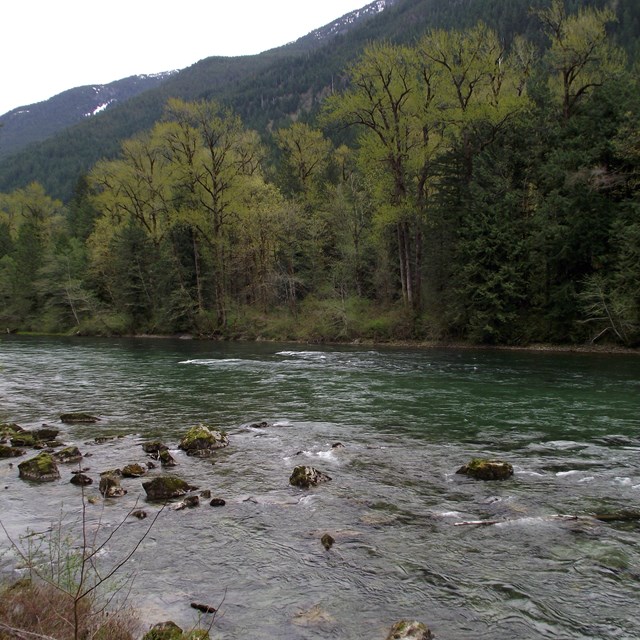 The skagit river with a rocky shore. 