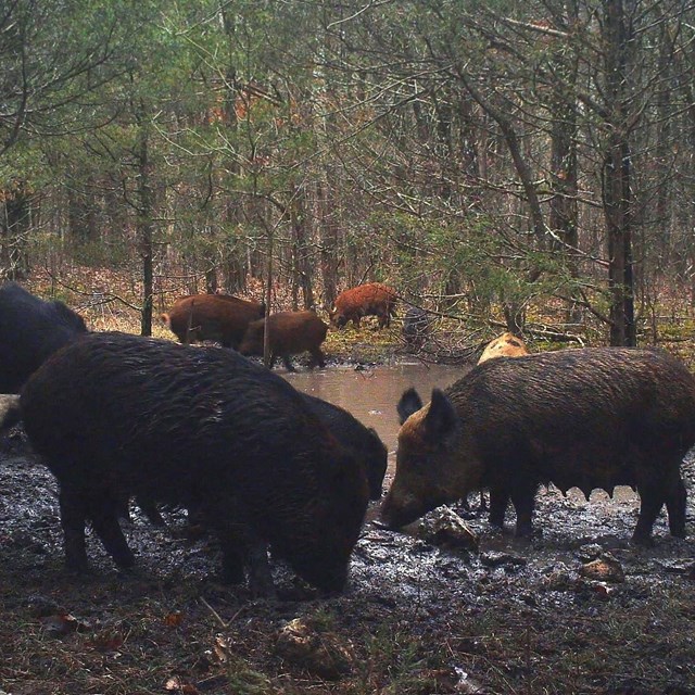 Feral pigs wallowing in the mud