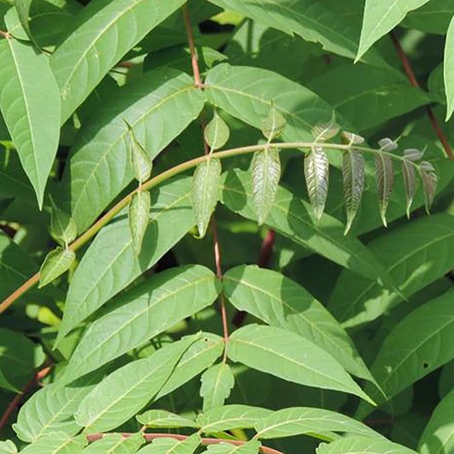 An invasive plant known as Tree of Heaven. All credit to Richard Gardner, UMES, Bugwood.org.