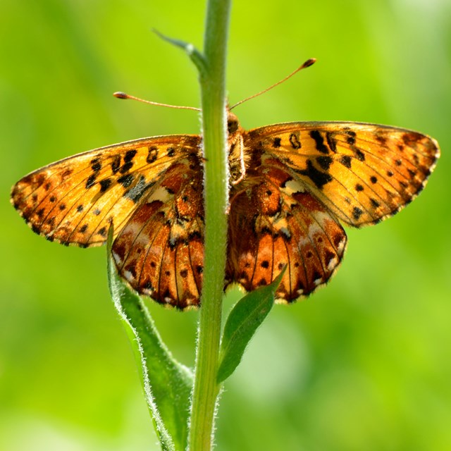 Arctic fritillary butterfly on a plant stem