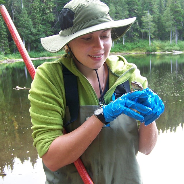 A young woman standing in an alpine lake holds a toad.