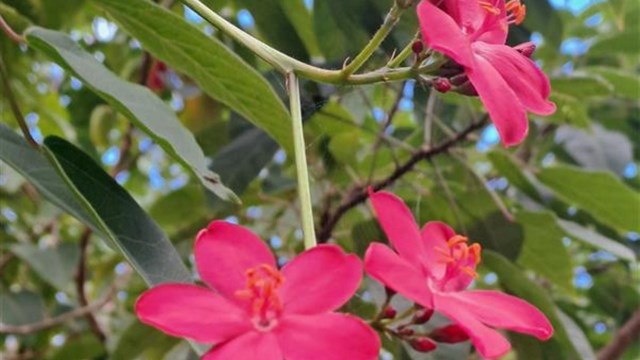 Outdoors; up-close of three bloomed vibrant pink flowers on branch with green leaves behind.