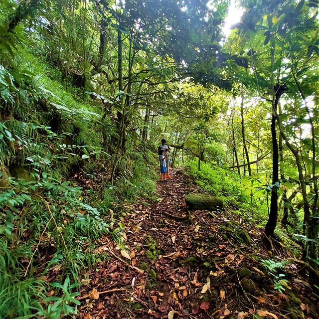 Outdoors; brown dirt trail in lush green foliage surrounding tunnel like, two hikers in distance.